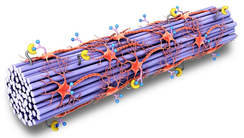 Spinal Cord Like Tissue With Drug Guiding Function Innovations Report