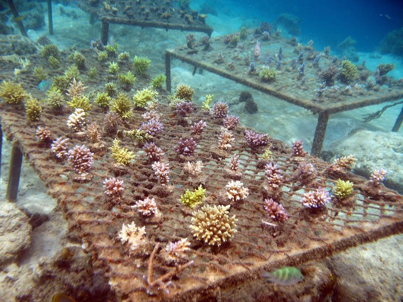 How Successful Is The Restoration Of Coral Reefs Innovations Report