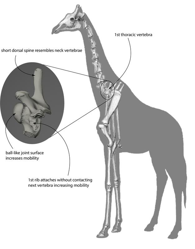 Parts Of A Giraffe Head