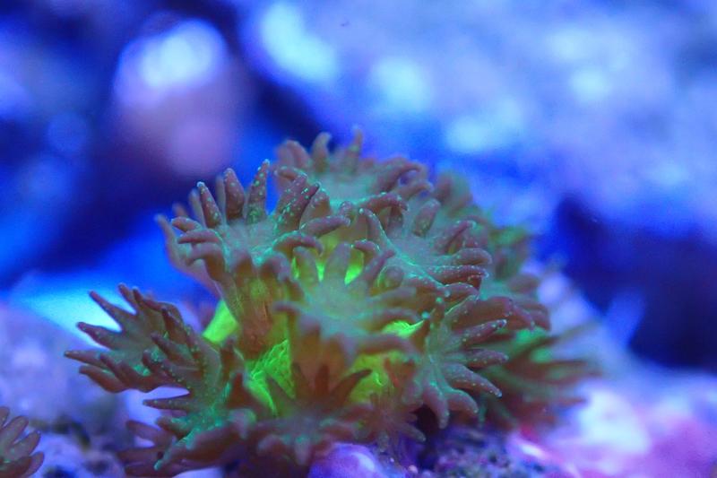 Scientists Successfully Breed Corals In The Lab - Innovations Report