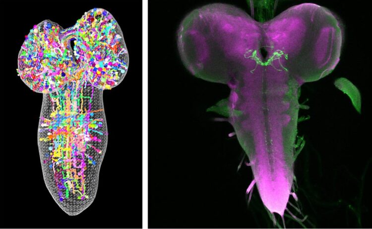 Thermosensory processing in the Drosophila brain