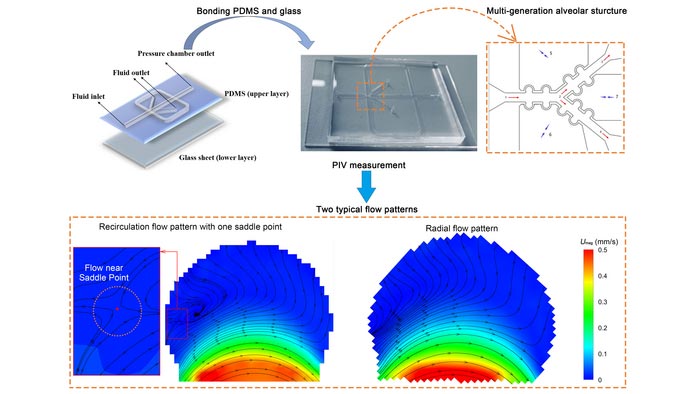 Artificial breathing system reveals alveoli function in lungs - Innovations Report