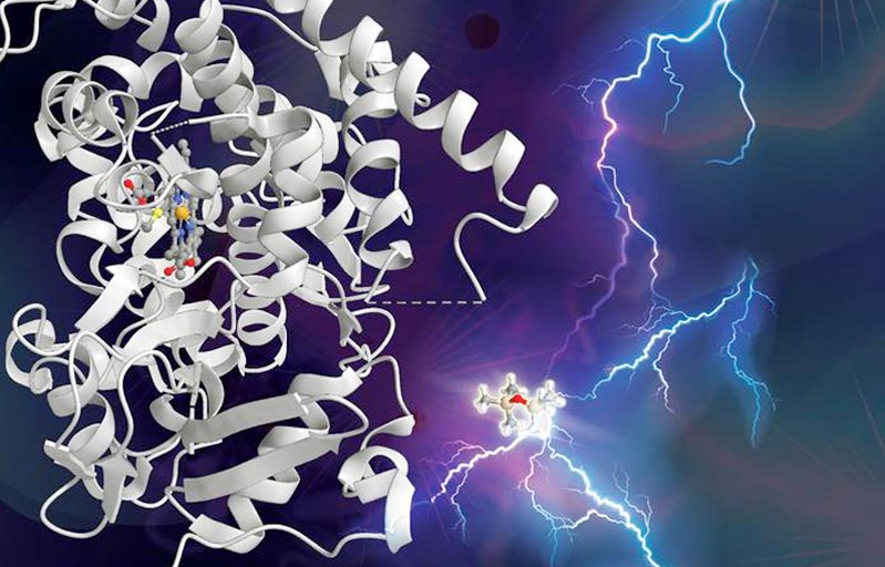 Teaching nature to break man-made chemical bonds - Innovations Report