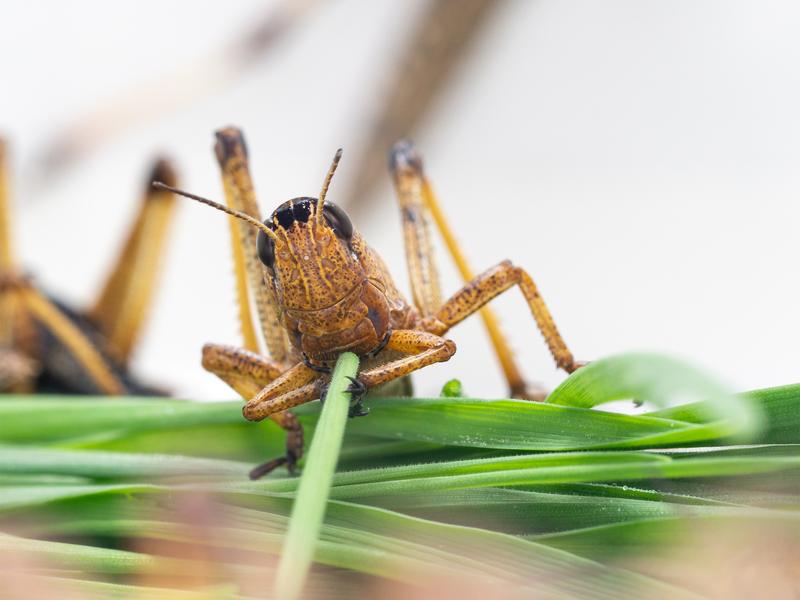 Odors are encoded in rings in the brain of migratory locusts ...
