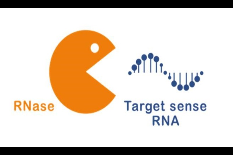 Visualization of selective RNA technology targeting glioblastoma cells.