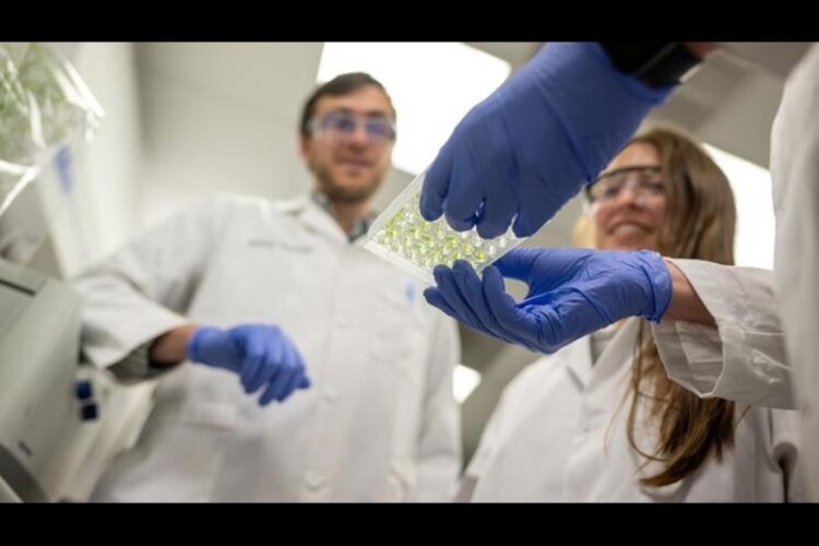 Soil bacteria interacting with plant roots to modulate immune response and root growth.