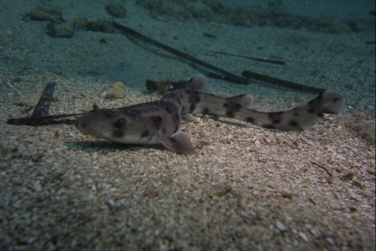 A map highlighting shark conservation measures in the Mediterranean Sea.