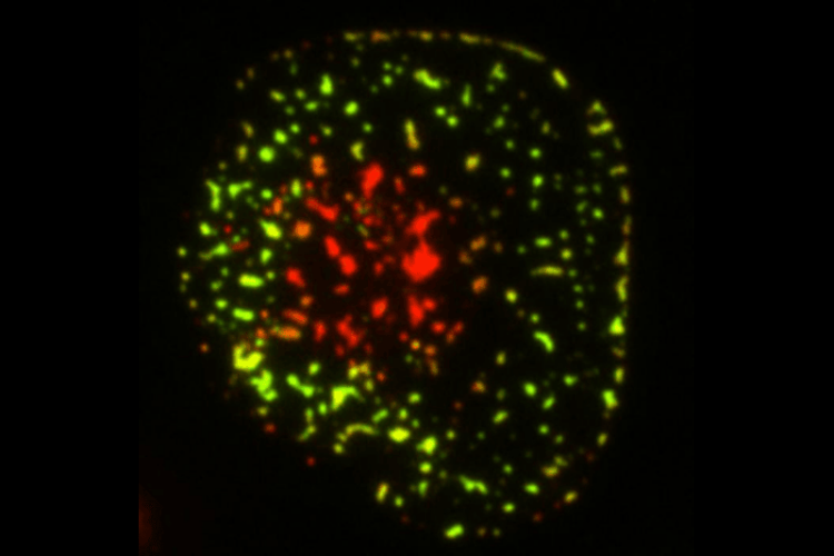 Illustration of PD-1 receptor highlighting species-specific differences between humans and rodents