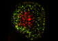 Illustration of PD-1 receptor highlighting species-specific differences between humans and rodents