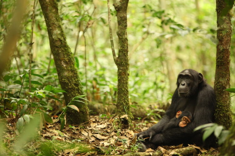 Chimpanzee in a tropical forest demonstrating genetic adaptations for survival.