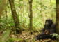 Chimpanzee in a tropical forest demonstrating genetic adaptations for survival.