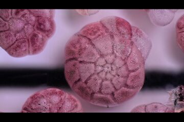 Foraminifera absorbing phosphate from ocean water to reduce pollution