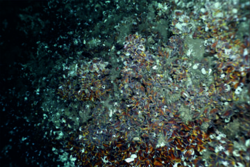 Deep-sea sediment core highlighting microbial carbonate formation at methane seeps.