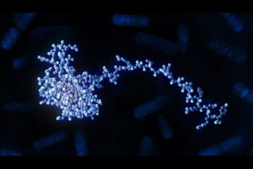 RNA-binding protein RbpB regulating gut microbiota metabolism in Bacteroides thetaiotaomicron.