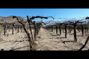 Satellite imagery showing vegetation loss due to multi-year droughts