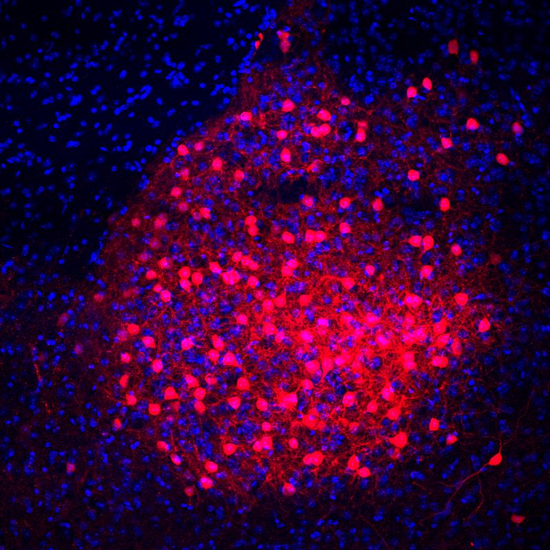 Understanding anxiety - Neural circuit mechanisms of emotion identified ...