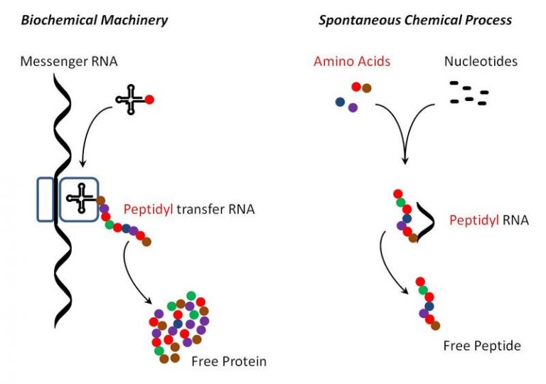 Formation of complex biomolecules from simple biochemical building