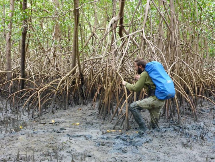 Mangroves And Their Significance For Climate Protection Innovations Report