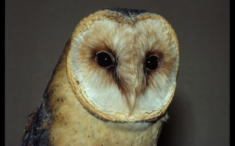 Ageless ears? Elderly barn owls do not become hard of hearing ...