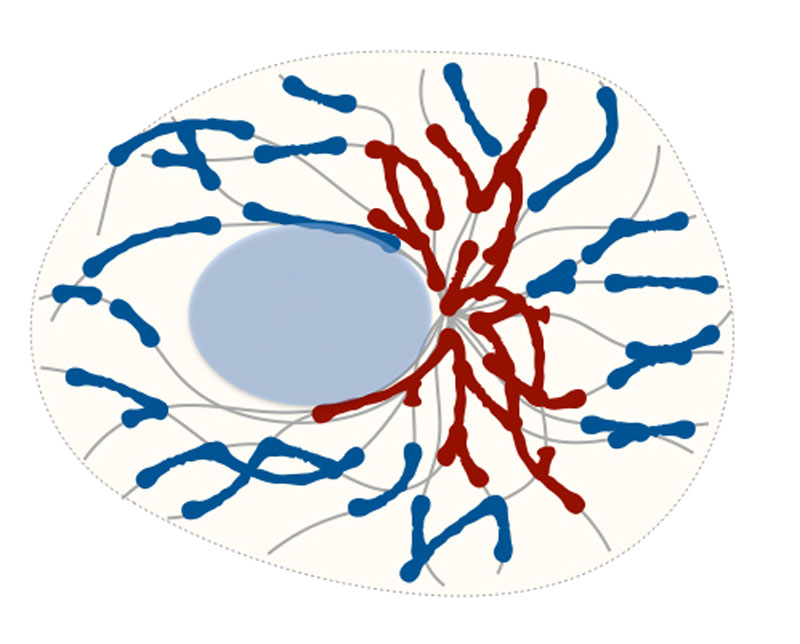 how-the-power-plants-of-the-cell-get-shaped-innovations-report